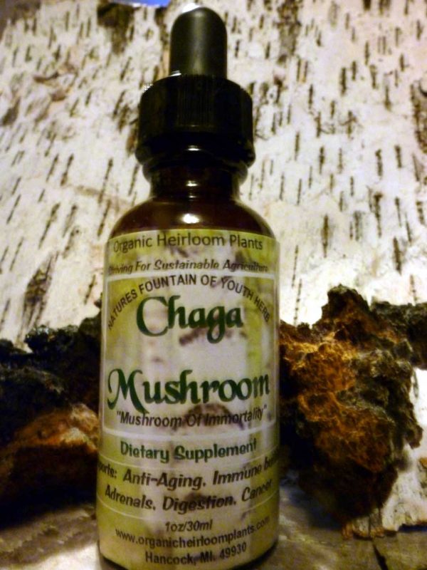 Chaga Mushroom Tincture